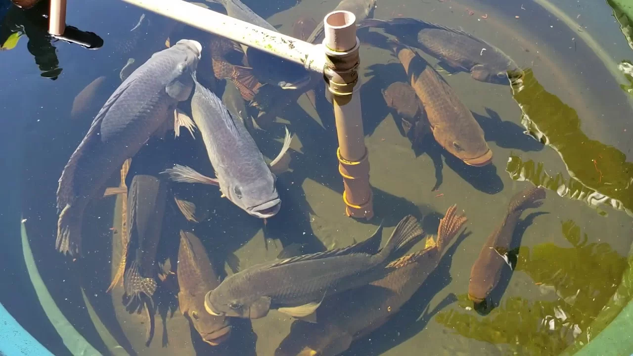 Feeding tilapia