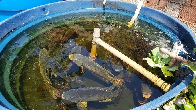 Healthy tilapia fish